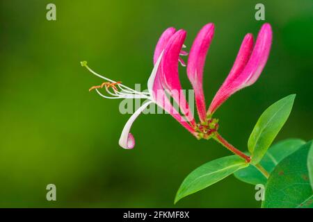 Italian Honeysuckle (Lonicera caprifolium), flower, Rhineland-Palatinate, Germany Stock Photo