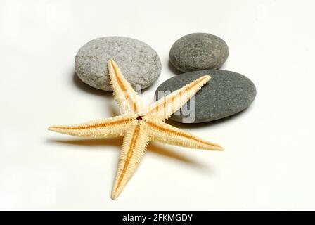 Dried starfish and stones, cut-out, object Stock Photo