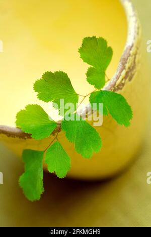 Maidenhair Fern (Adiantum raddianum) Stock Photo