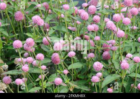 Ball anemone Las Vegas Pink, true ball amaranth (Gomphrena globosa) Stock Photo