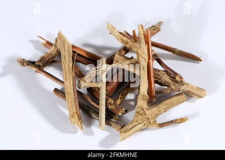 Honeysuckle stem (Lonicerae Caulis), Ren Dong Teng, honeysuckle stem, honeysuckle stalk, exemplar, object Stock Photo