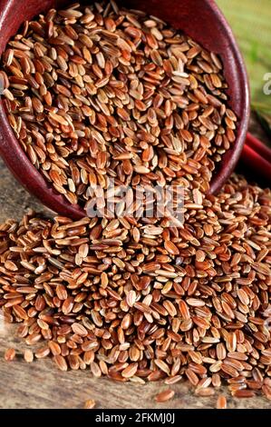 Camargue rice (Oryza), husk Stock Photo - Alamy