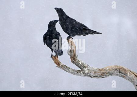 Common raven (Corvus corax), couple in winter, Norway Stock Photo