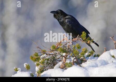 Common raven (Corvus corax) in winter, Norway Stock Photo