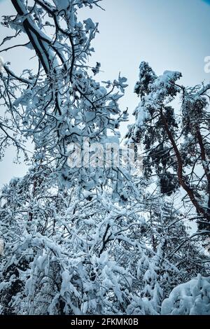 a look up at snow-covered treetops, winter Stock Photo