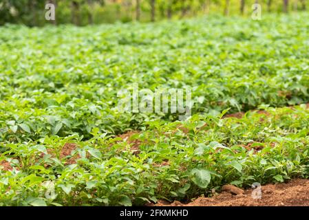 New potatoes in May in Italy. Young potatoes on the beds grow after hoeing. Stock Photo
