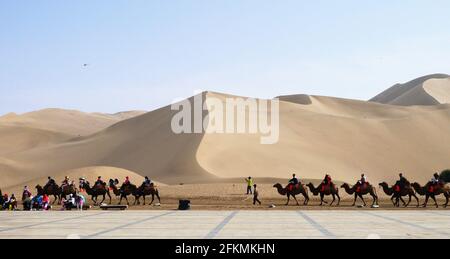 camels as a main form of transportation in desert Stock Photo