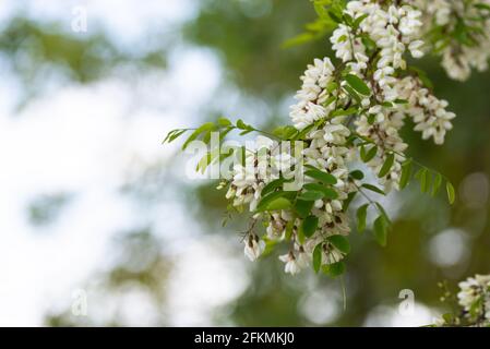 Spring blooming magnolia. A tree branch blooms with white flowers and waits for bees. Stock Photo