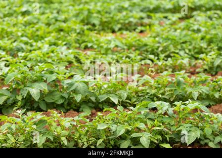New potatoes in May in Italy. Young potatoes on the beds grow after hoeing. Stock Photo