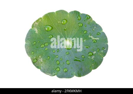 Raindrop on lotus leaf isolated on white background with clipping path. Stock Photo