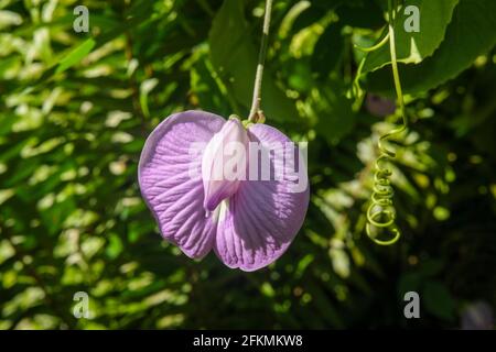Centrosema virginianum flower, commonly called Spurred Butterfly Pea Stock Photo