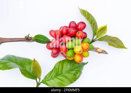 laos coffee,pakxong coffee fruits farming in asia, coffee laos on white background Stock Photo