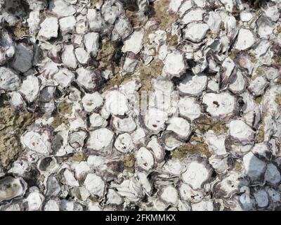 Wild oysters attached on rocky reef at low tide, Group of sea shells Stock Photo