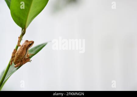 A common tree frog sitting on a green leaf Stock Photo