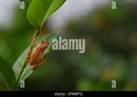 A common tree frog sitting on a green leaf Stock Photo