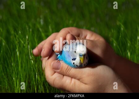 A gentle wavy parrot in the palms of the person on the background of green grass Stock Photo