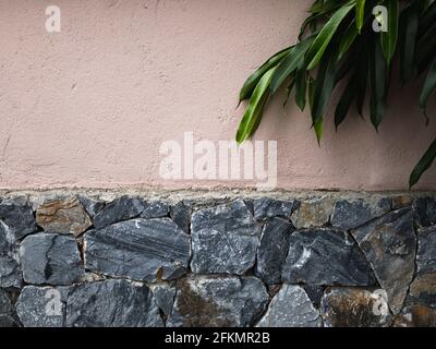 Old stone wall texture background with pastel wall and green leaves Stock Photo