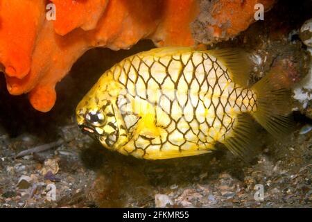 Pineapplefish, Cleidopus gloriamaris, also known as the knightfish .It has a pair of red bioluminescent organs below each eye on the lower jaw. Stock Photo