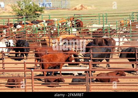 Cattle held in stock yards, Narrabri, western NSW, Australia. Stock Photo