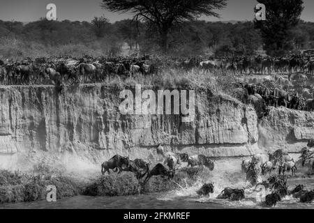 Wildebeest falling and jumping from high river bank - Serengeti - Mara river Stock Photo