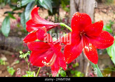 flower bright after rainy, Four-way flower,Amaryllidaceae,