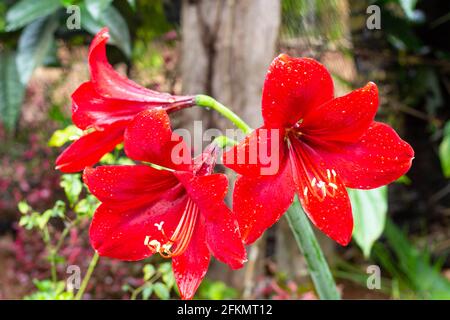 flower bright after rainy, Four-way flower,Amaryllidaceae,