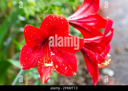 flower bright after rainy, Four-way flower,Amaryllidaceae, Stock Photo