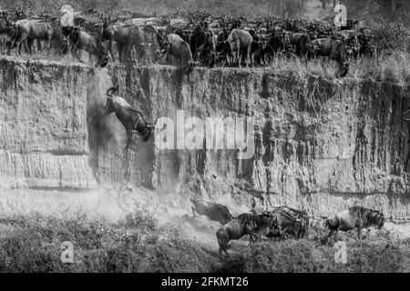 Wildebeest falling and jumping from high river bank - Serengeti - Mara river Stock Photo