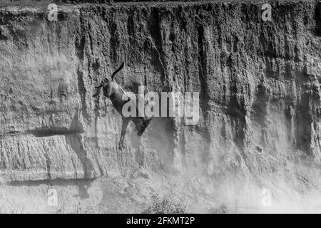 Wildebeest falling and jumping from high river bank - Serengeti - Mara river Stock Photo