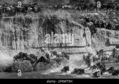 Wildebeest falling and jumping from high river bank - Serengeti - Mara river Stock Photo