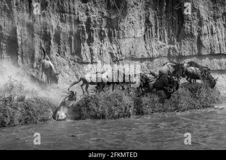 Wildebeest falling and jumping from high river bank - Serengeti - Mara river Stock Photo