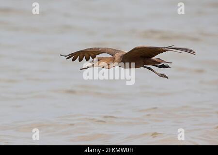 Flying Hamerkop at Lake Albert Stock Photo