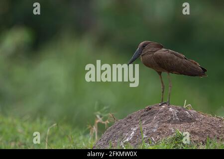 Hamerkop on a little hill at Lake Victoria Stock Photo