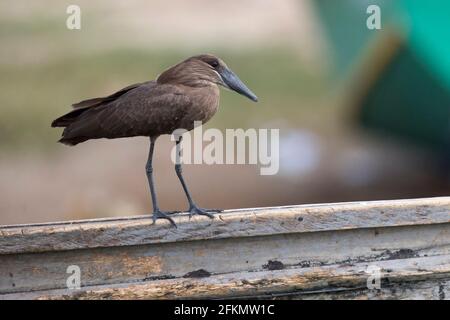 A Hamerkop is standing at a boat at Kazinga Channel in Uganda, Africa Stock Photo