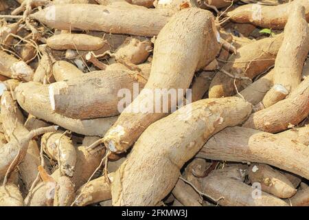 big manioc or tapioca plant, genus Manihot,Cassava in garden ( in laos ) asia Stock Photo