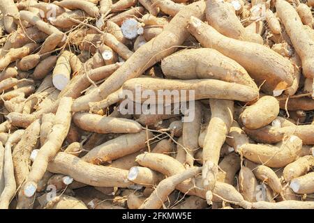 big manioc or tapioca plant, genus Manihot,Cassava in garden ( in laos ) asia Stock Photo