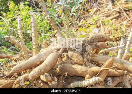 big manioc or tapioca plant, genus Manihot,Cassava in garden ( in laos ) asia Stock Photo