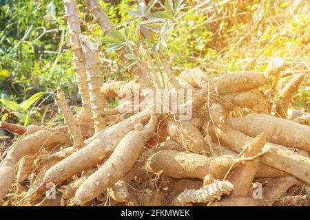 big manioc or tapioca plant, genus Manihot,Cassava in garden ( in laos ) asia Stock Photo