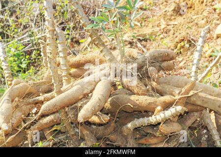 big manioc or tapioca plant, genus Manihot,Cassava in garden ( in laos ) asia Stock Photo