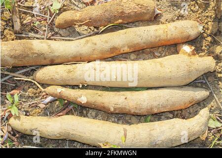 big manioc or tapioca plant, genus Manihot,Cassava in garden ( in laos ) asia Stock Photo