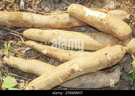 big manioc or tapioca plant, genus Manihot,Cassava in garden ( in laos ) asia Stock Photo