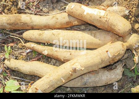 big manioc or tapioca plant, genus Manihot,Cassava in garden ( in laos ) asia Stock Photo