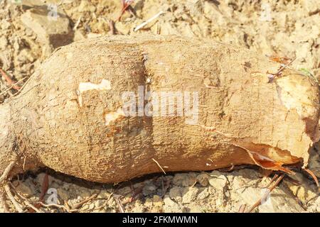 big manioc or tapioca plant, genus Manihot,Cassava in garden ( in laos ) asia Stock Photo