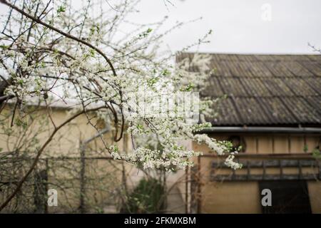 a apple tree blossoms in spring in the village Stock Photo
