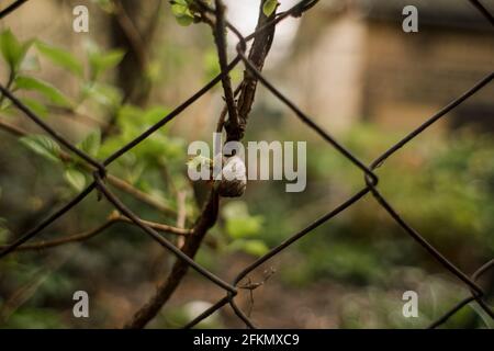 a little snail sitting on a tree branch Stock Photo