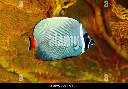Collared butterflyfish, Chaetodon collare, Similan Islands Thailand. Stock Photo