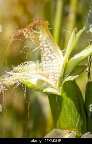 corn in garden,beauty corn flower green corn field in asia Stock Photo