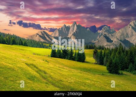 spruce trees in mountains at sunset. composite image with rocky peaks in the distance. summer countryside landscape with grass on the hills. cgi scene Stock Photo