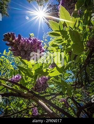 Unusual view from inside of a wisteria (Wisteria sinensis) vine with sunburst against a blue sky. Stock Photo