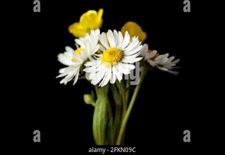 Daisy and buttercup flower isolated on black Stock Photo